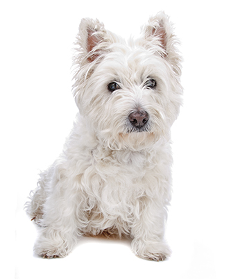 Atopic dermatitis westie treatment best sale